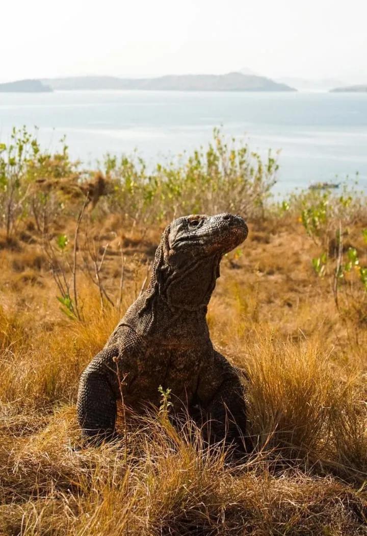 Rinus Komodo Taxi
